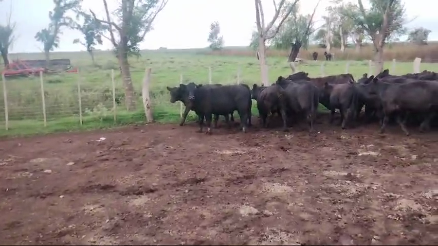 Lote 65 Terneros en Pehuajo