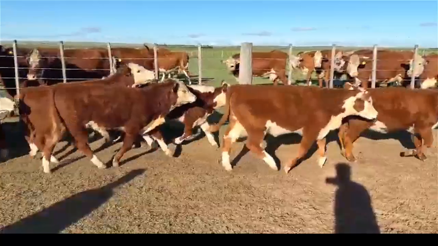 Lote 63 Terneros/as