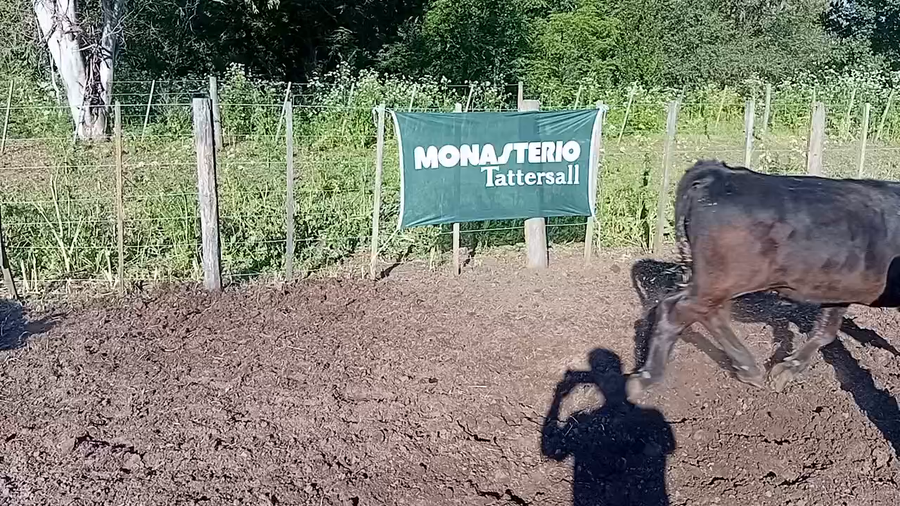 Lote 40 Terneros en Buenos Aires, Daireaux