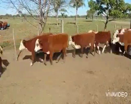 Lote 110 Terneros/as en Curuzú-Cuatiá, Corrientes