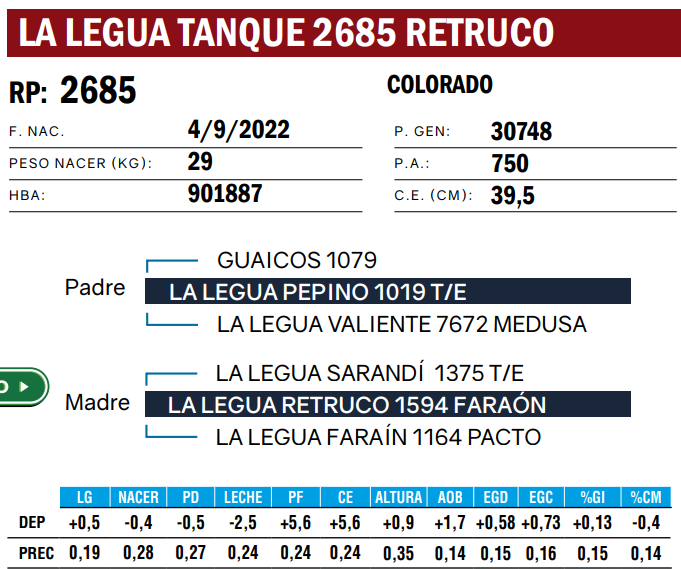 Lote TOROS ANGUS  PP