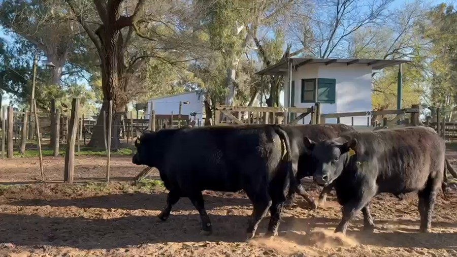 Lote TOROS PUROS DE PEDIGREE