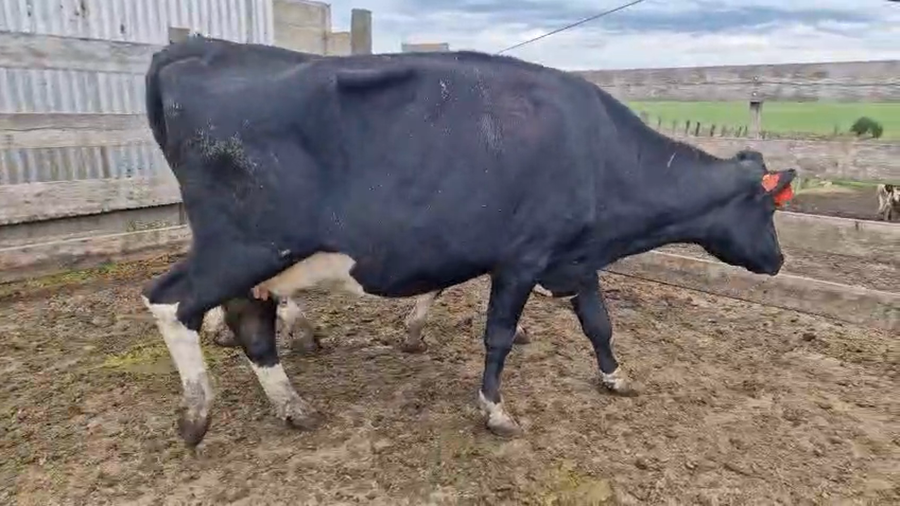 Lote 2 Vaca a remate en Pantalla Camy, San José