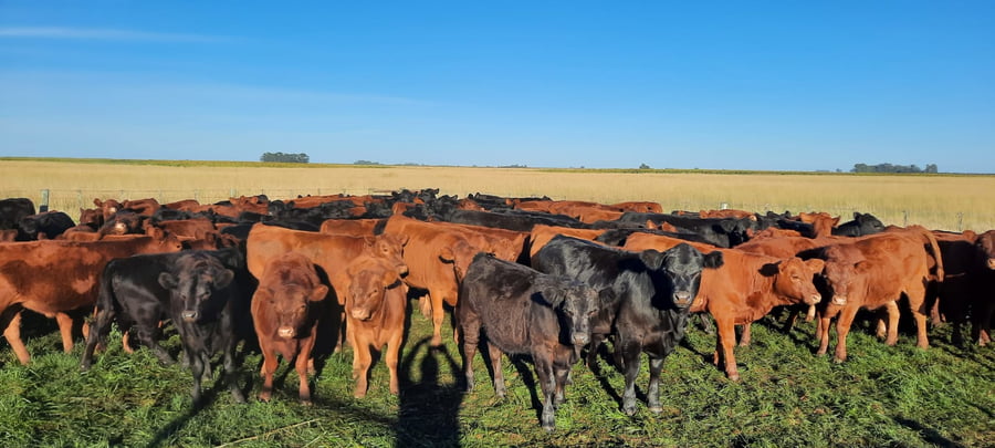 Lote 50 Terneras en Gral. Lamadrid, Buenos Aires