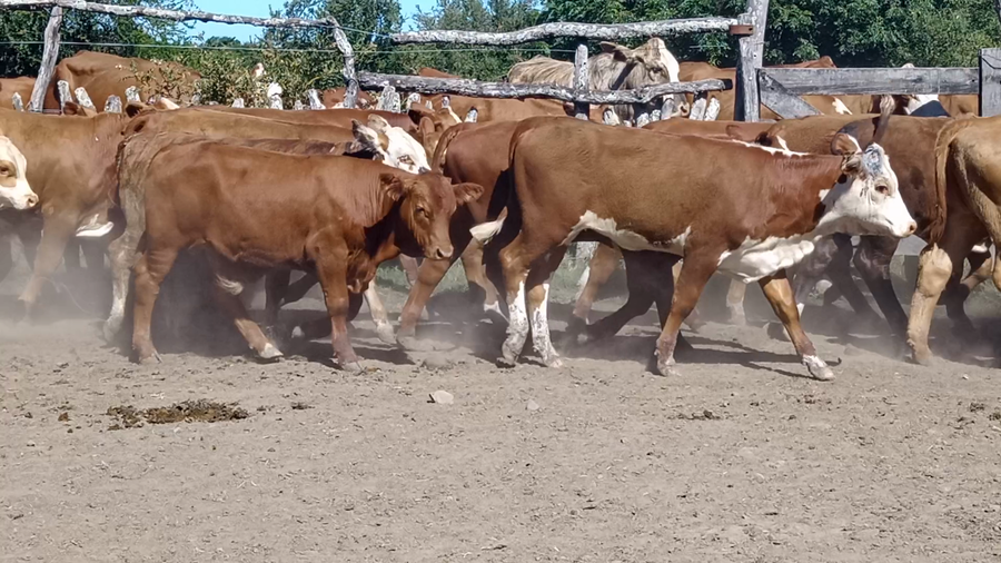 Lote 60 Terneros en Corrientes, Curuzu Cuatia