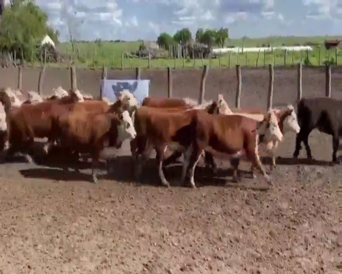 Lote 45 Vaquillonas en Villaguay, Entre Ríos