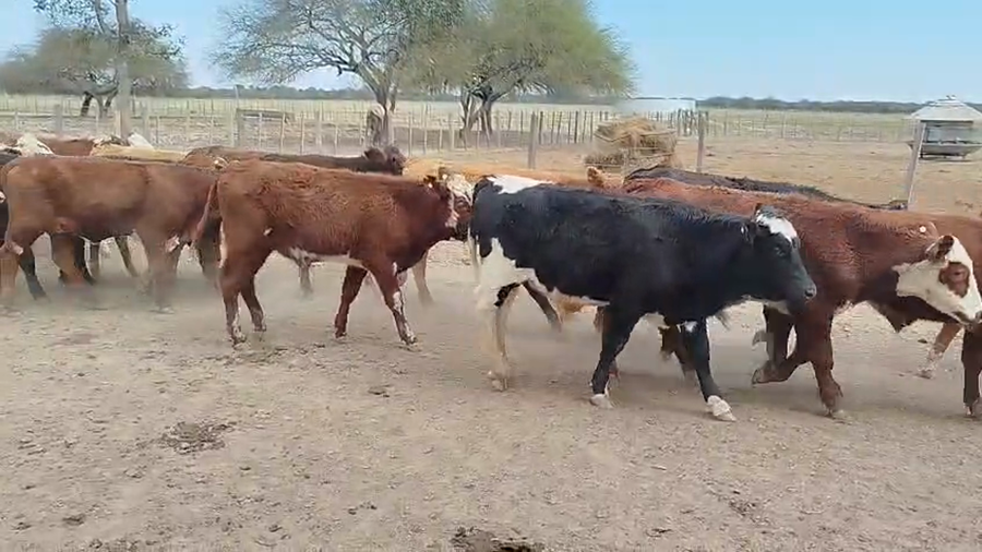 Lote 75 Novillitos y vaquillonas