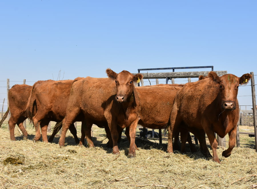 Lote HEMBRAS PURAS CONTROLADAS(COLORADA)(Corral 57)
