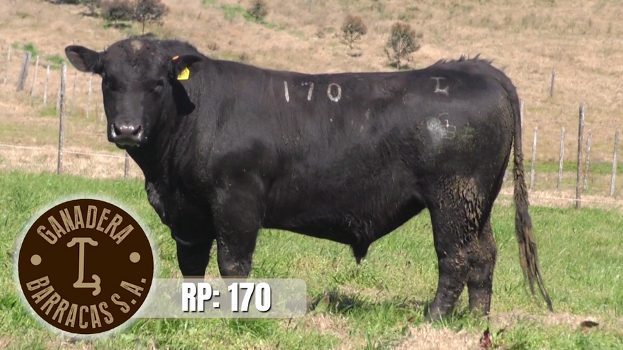 Lote (Vendido)Toros a remate en Ganadera Barracas S.A en Caraguata