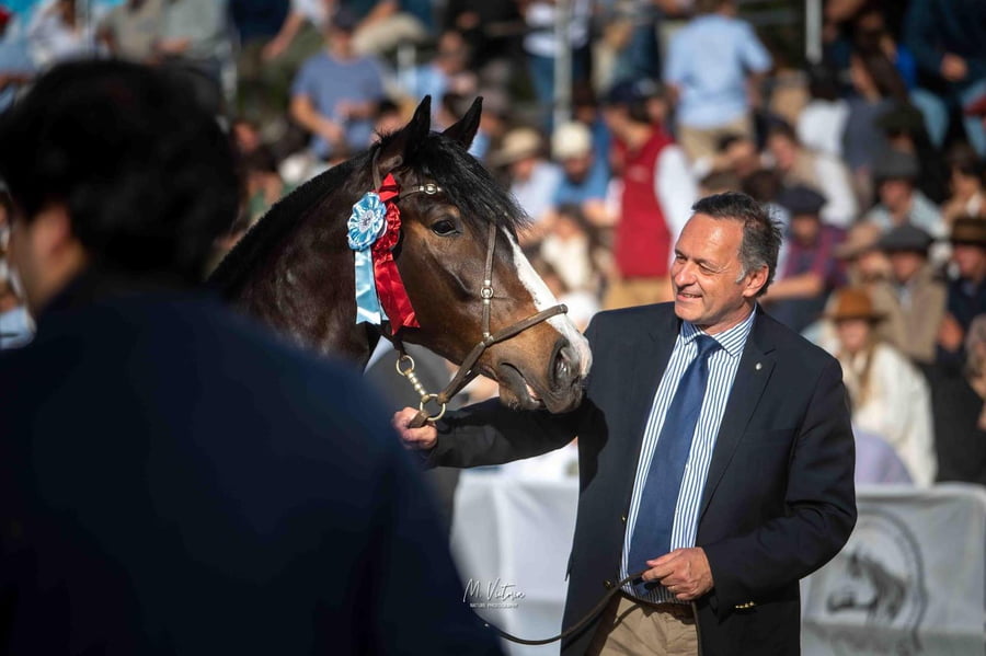 Lote EMBRIONES TARANTULA Y OLIMPICA