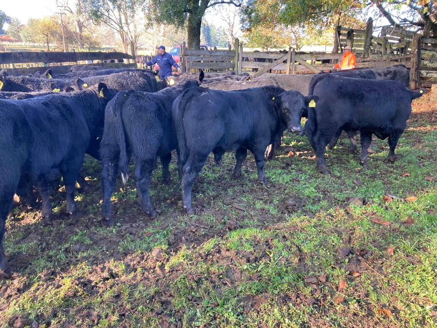 Lote 19 Ternero en Purranque, X Región Los Lagos