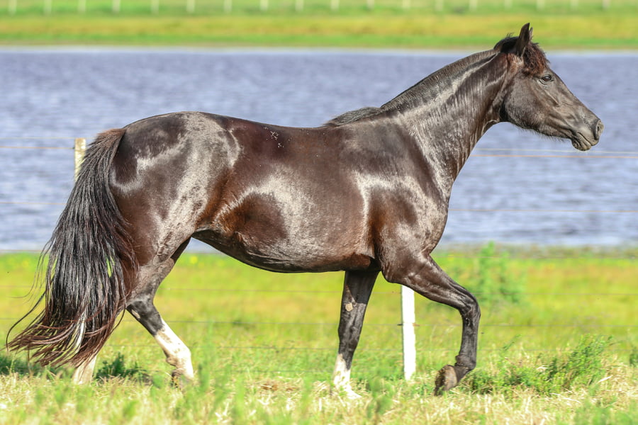 Lote CATANDUVA CLEÓPATRA