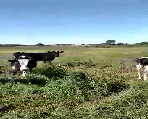 Lote 27 Terneros en Col. Bossi, Santa Fe