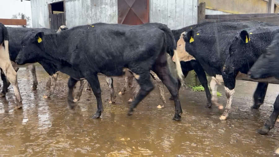 Lote 17 Vaquilla Engorda en Osorno, X Región Los Lagos