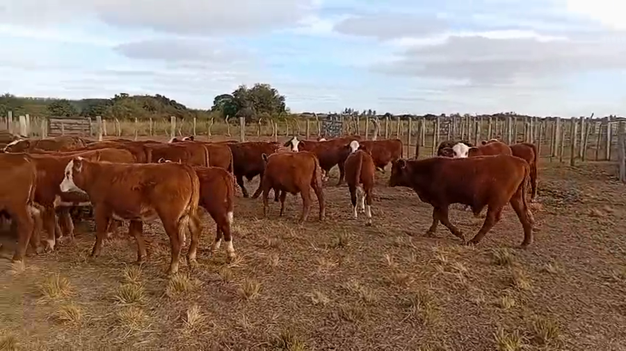 Lote 70 Terneros en Corrientes, Mercedes