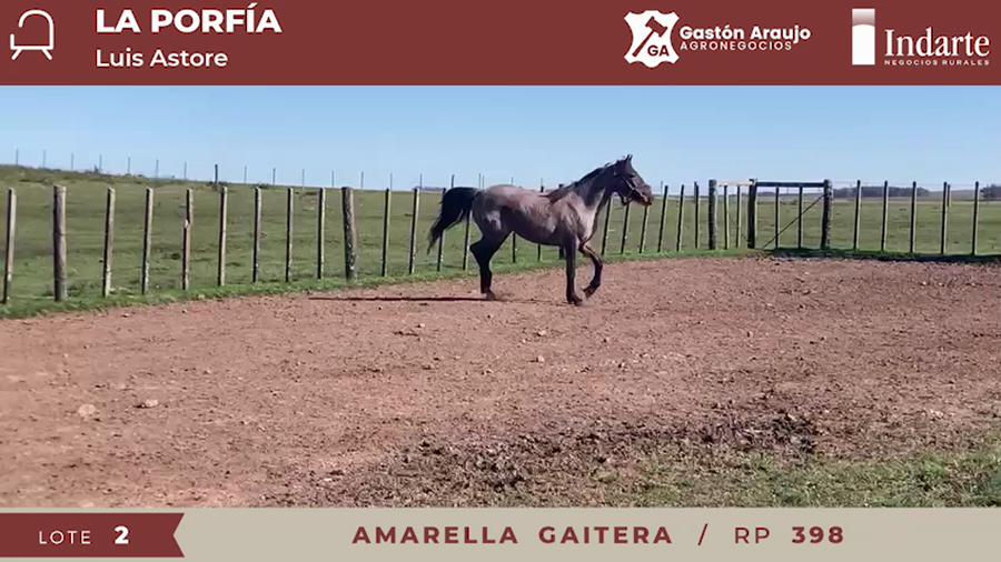 Lote AMARELLA GAITERA