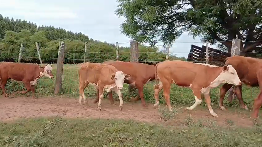 Lote 70 Terneros en Corrientes, Santa Rosa
