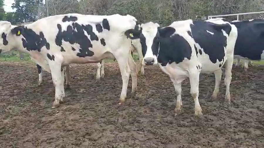 Lote Vacas en produccion - Emilio Rossi