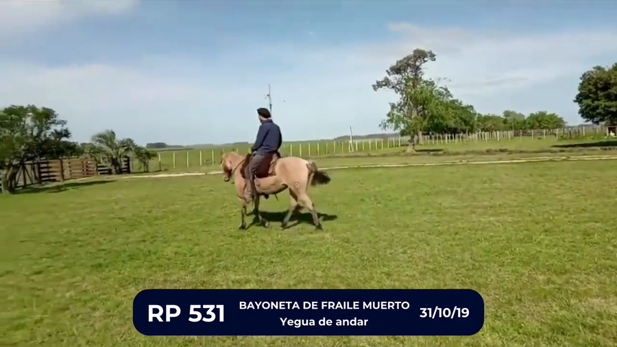 Lote BAYONETA DE FRAILE MUERTO