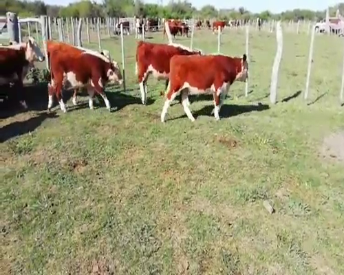 Lote 40 Terneros/as en Villaguay, Entre Ríos