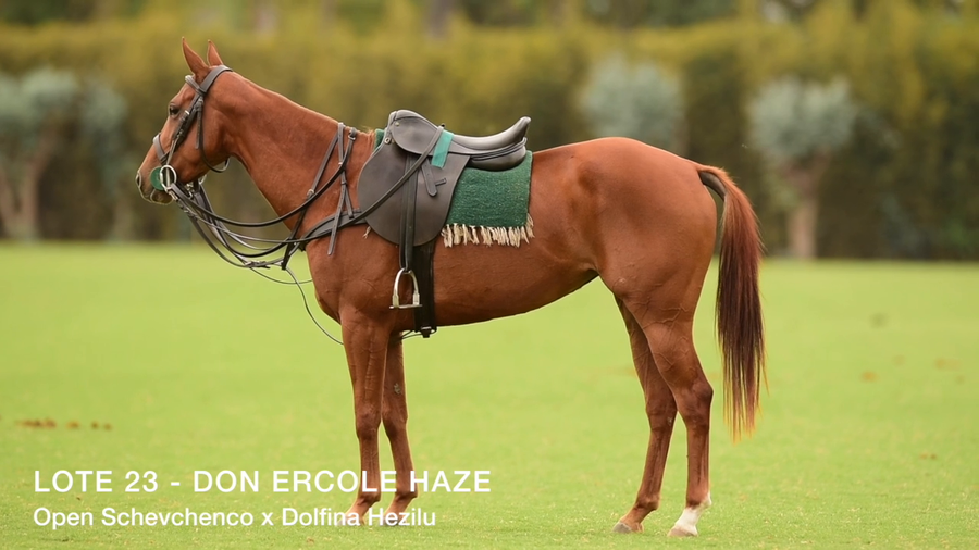 Lote DON ERCOLE HAZE (OPEN SCHEVCHENCO - DOLFINA HESILU)