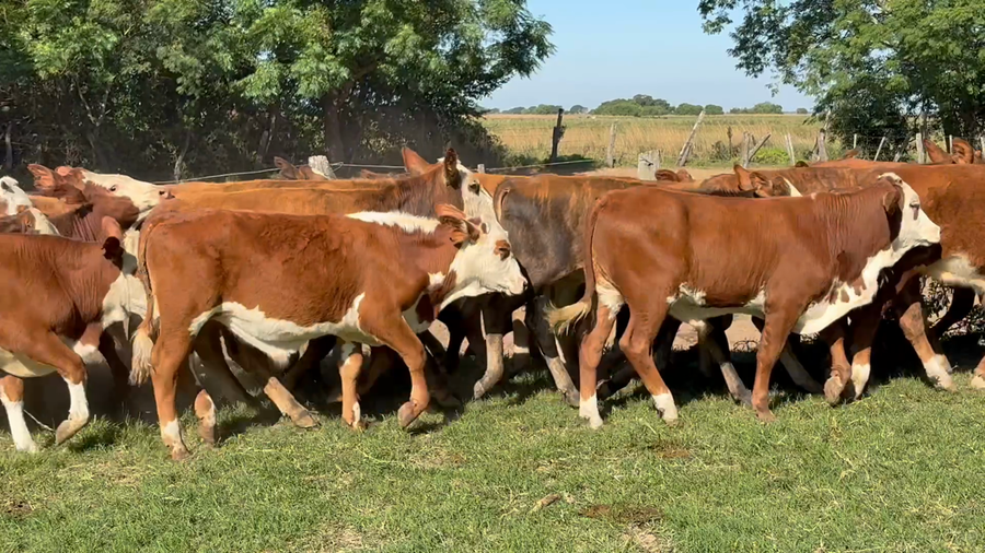 Lote 50 Terneros en Corrientes, San Miguel