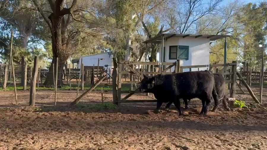 Lote TOROS PUROS DE PEDIGREE