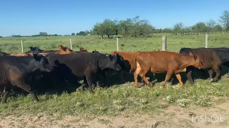 Lote 60 Terneros/as en Brandsen, Buenos Aires