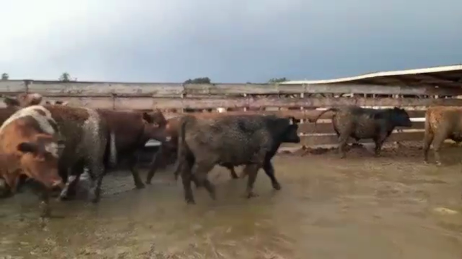 Lote 20 Novillo Gordo en Los Ángeles, VIII Región Biobío