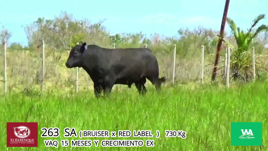 Lote Toros a remate en Angus el Rebenque  en Asociación Rural de Florida