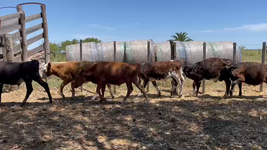 Lote Terneros