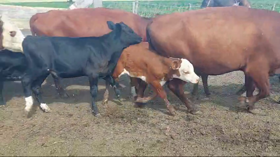 Lote 84 piezas de cria hereford y angus