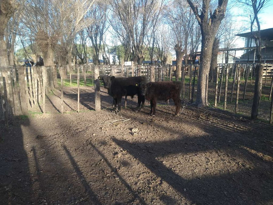 Lote 2 Terneros en Gral. Lamadrid, Buenos Aires