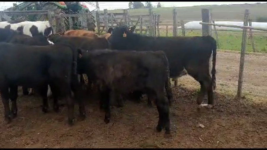 Lote 10 terneros holando con angus