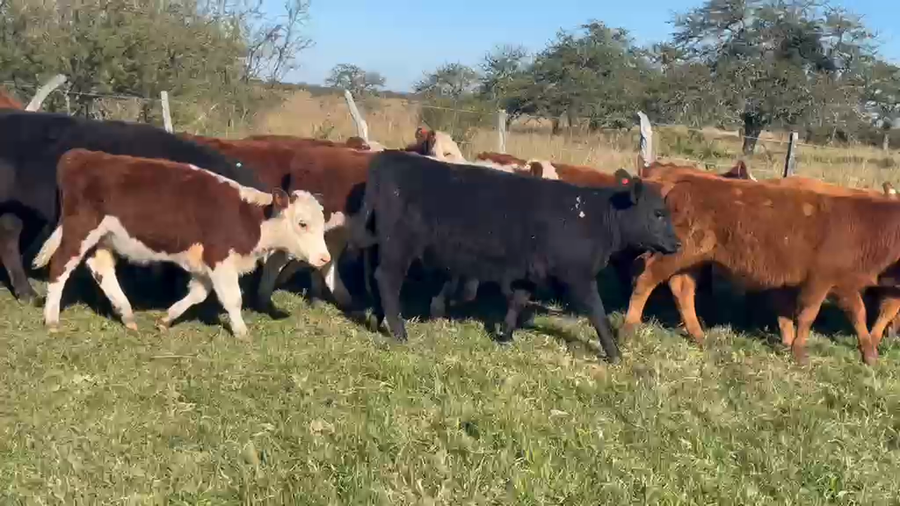 Lote 40 Terneros/as en Corrientes, Curuzú-Cuatiá