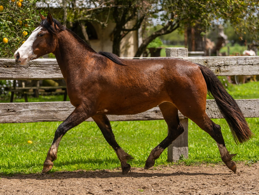Lote MERCACHIFLE LA RUEDA