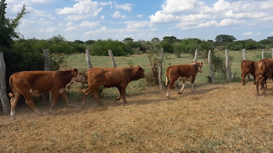 Lote 50 Terneros/as en Corrientes, Mercedes