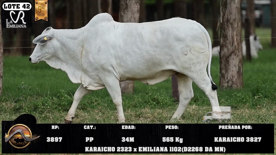 Lote LOTE 42