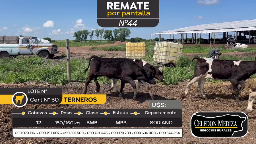 Lote 12 Terneros en Agraciada, Soriano