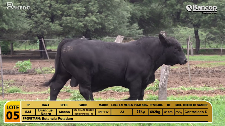 Lote Toros Brangus Negro a remate en Viernes 30 de mayo- Remates PDC, Boquerón