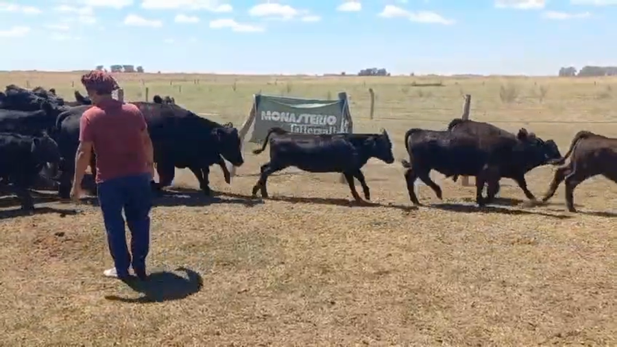 Lote 75 Terneros en Guaminí