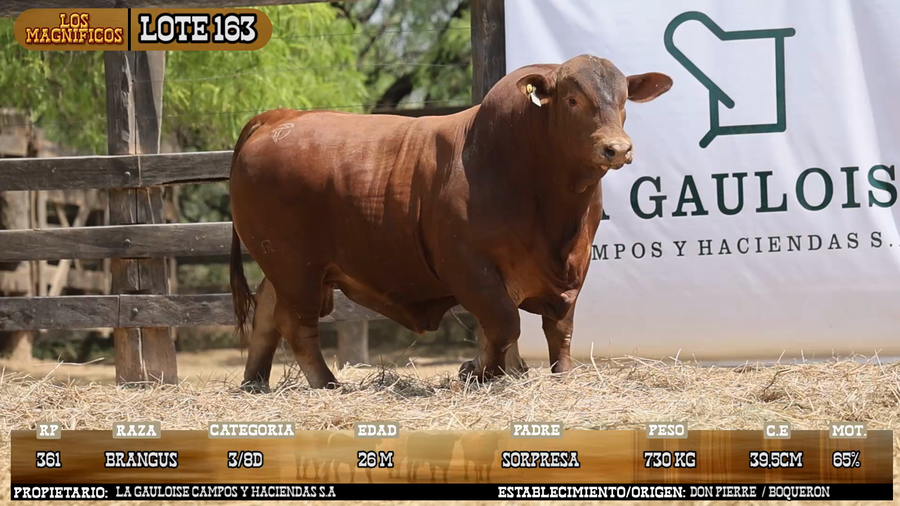 Lote LOTE 163 - VIVO
