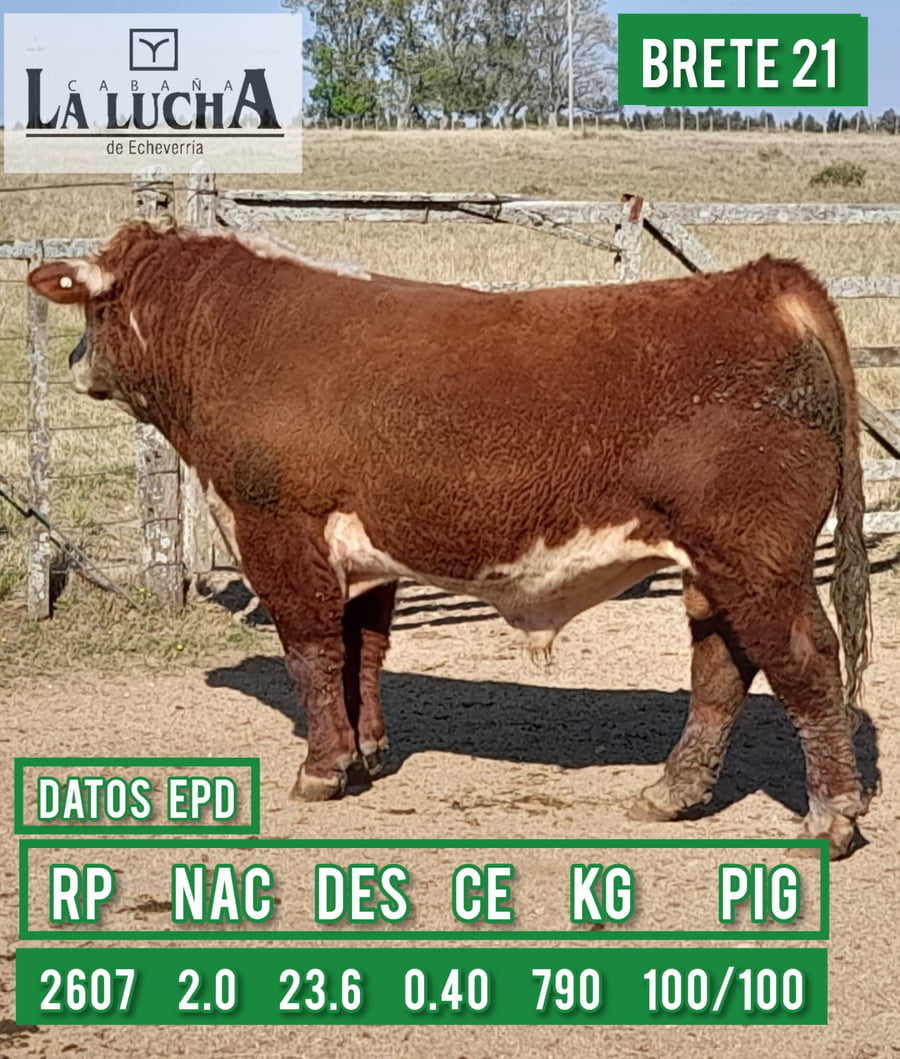 Lote TOROS POLLED HEREFORD PI