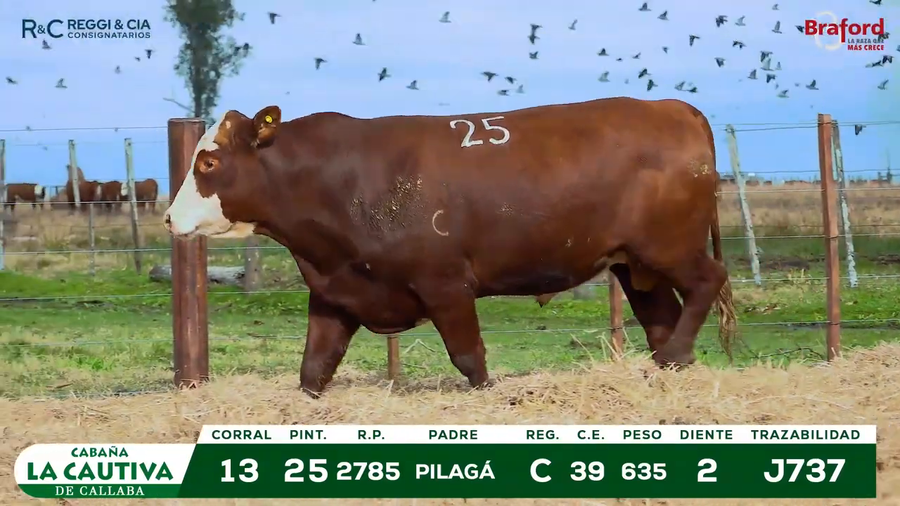 Lote TOROS BRAFORD  REGISTRADOS Cabaña La Cautiva