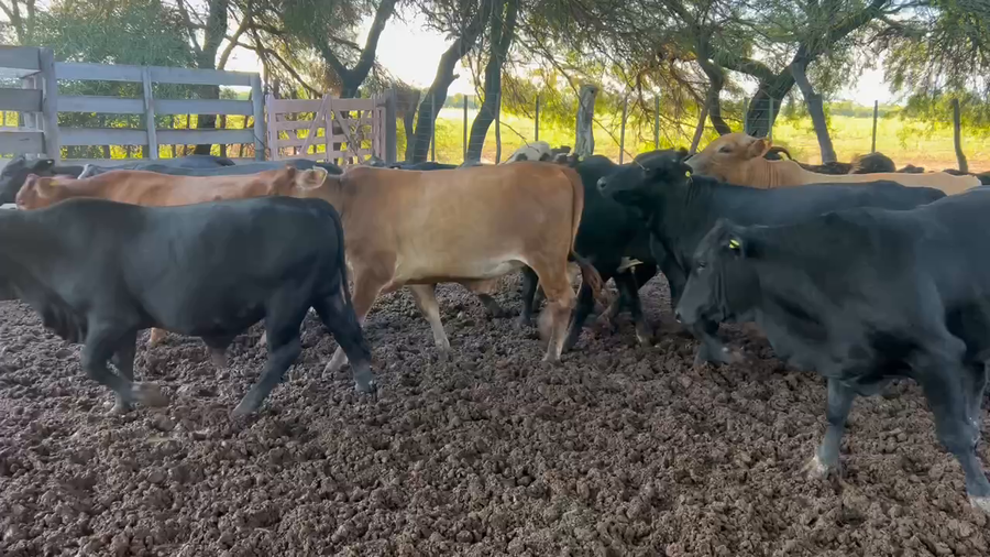 Lote 85 Terneros/as en Juan José Castelli, Chaco