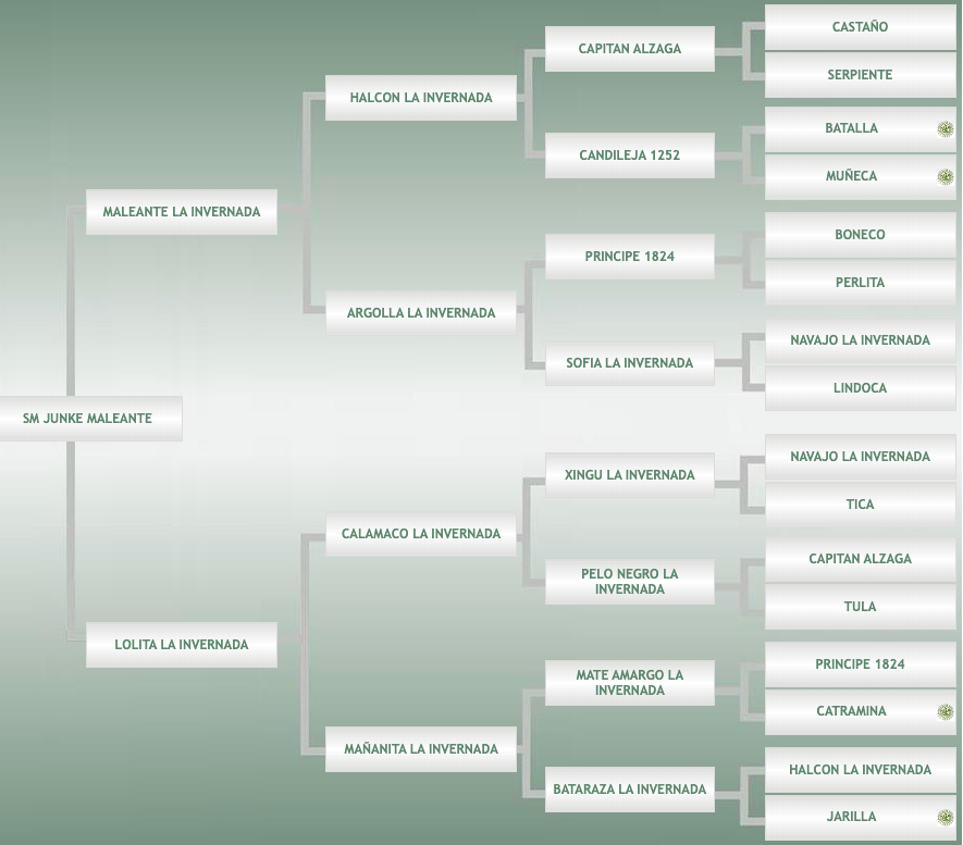 Lote SM Junke Maleante