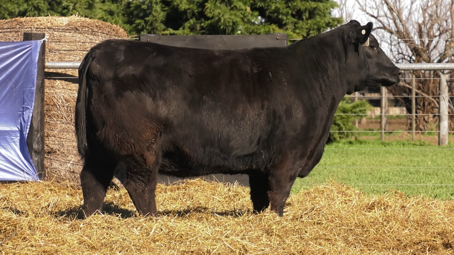 Lote VAQUILLONAS A. ANGUS PURO PEDIGREE