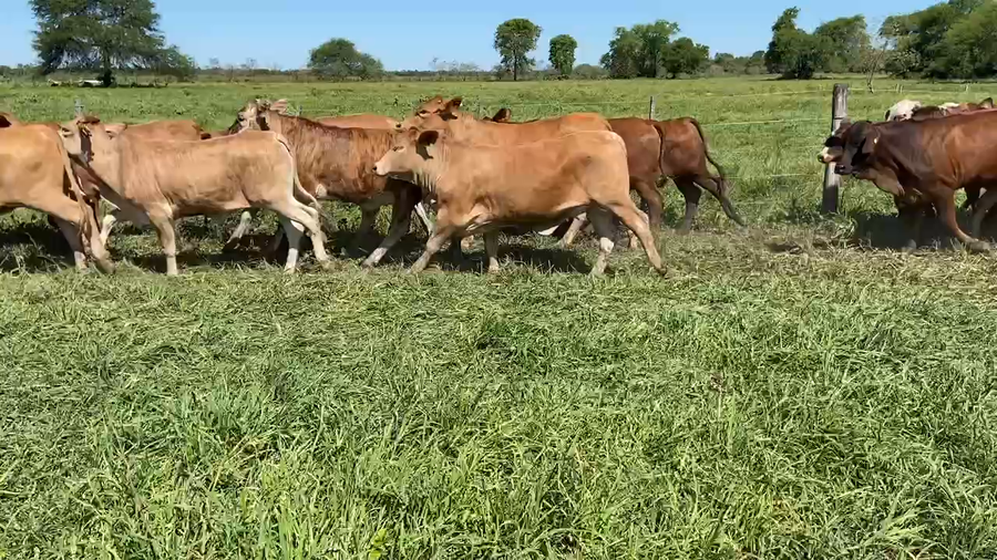 Lote 93 Terneras en Pirané, Formosa