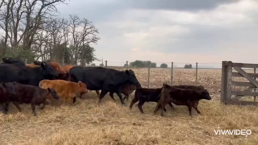 Lote 86 Vaquillonas C/ cria en Navarro, Buenos Aires