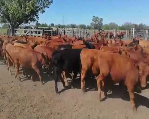 Lote 70 Terneros en Federal, Entre Ríos